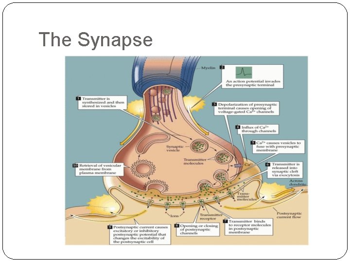 The Synapse 