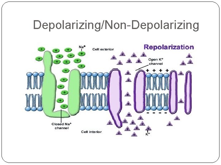 Depolarizing/Non-Depolarizing 