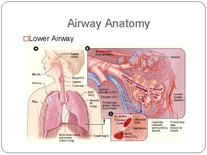 Airway Anatomy �Lower Airway 