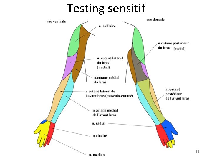 Testing sensitif 14 