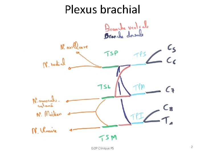 Plexus brachial ISOP Clinique P 5 2 