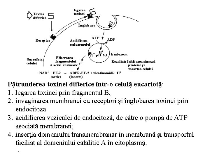Pặtrunderea toxinei difterice într-o celulặ eucariotặ: 1. legarea toxinei prin fragmentul B, 2. invaginarea