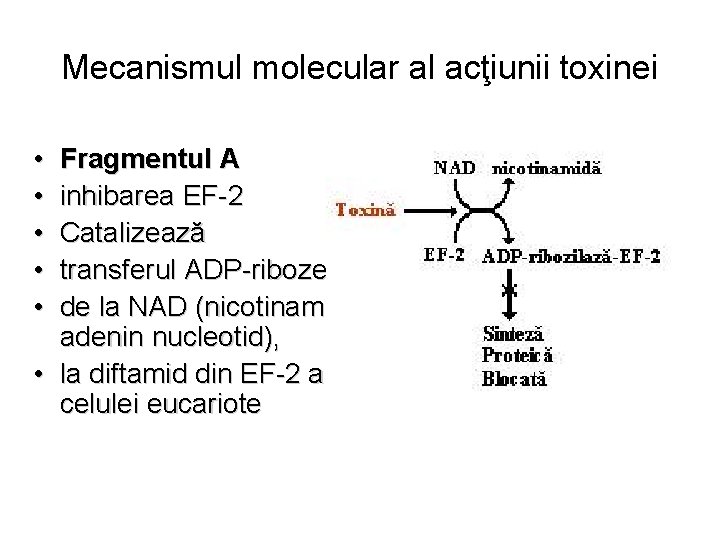 Mecanismul molecular al acţiunii toxinei • • • Fragmentul A inhibarea EF-2 Catalizează transferul