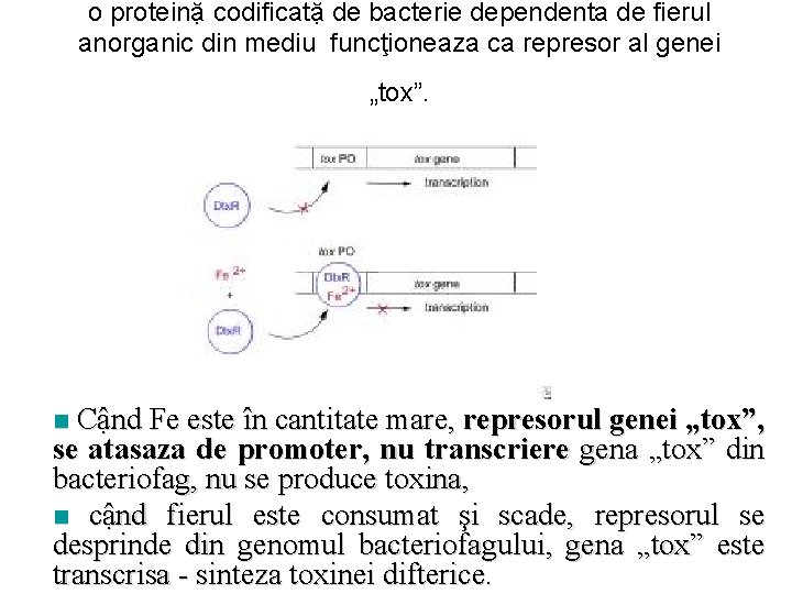 o proteinặ codificatặ de bacterie dependenta de fierul anorganic din mediu funcţioneaza ca represor