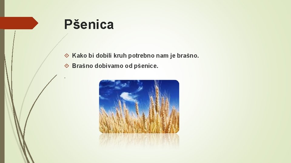 Pšenica Kako bi dobili kruh potrebno nam je brašno. Brašno dobivamo od pšenice. .