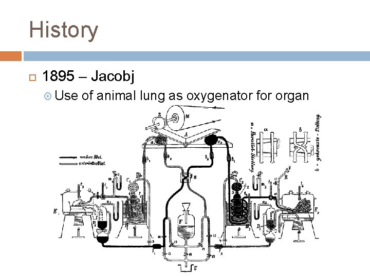 History 1895 – Jacobj Use of animal lung as oxygenator for organ perfusion 