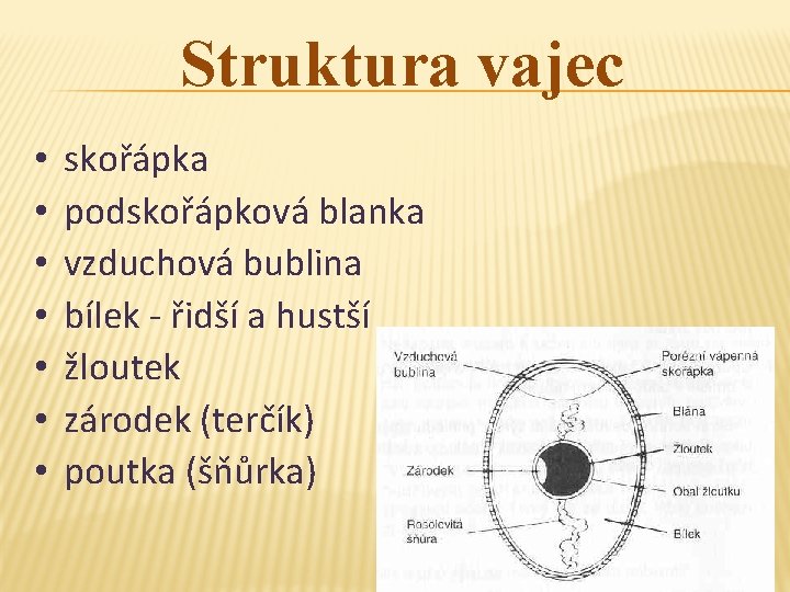 Struktura vajec • • skořápka podskořápková blanka vzduchová bublina bílek - řidší a hustší