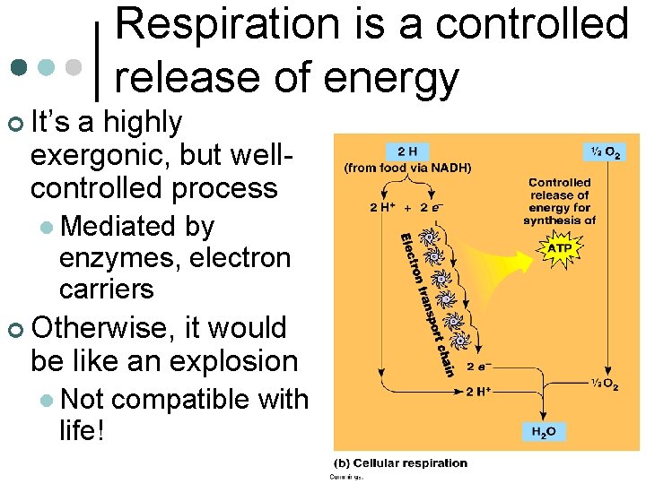 Respiration is a controlled release of energy ¢ It’s a highly exergonic, but wellcontrolled