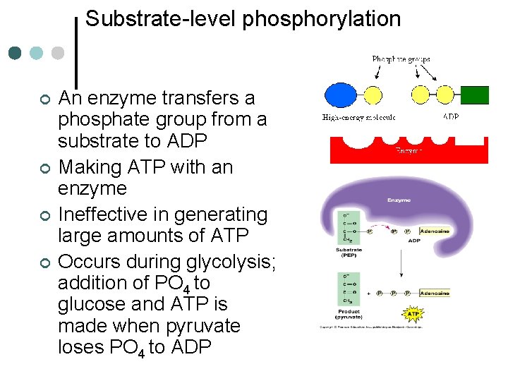 Substrate-level phosphorylation ¢ ¢ An enzyme transfers a phosphate group from a substrate to