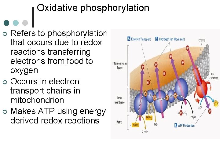 Oxidative phosphorylation ¢ ¢ ¢ Refers to phosphorylation that occurs due to redox reactions