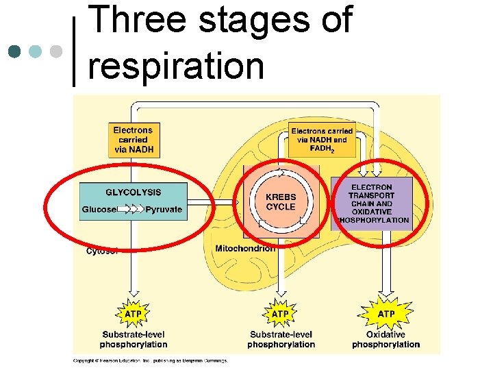 Three stages of respiration 