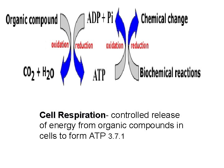 Cell Respiration- controlled release Respiration of energy from organic compounds in cells to form