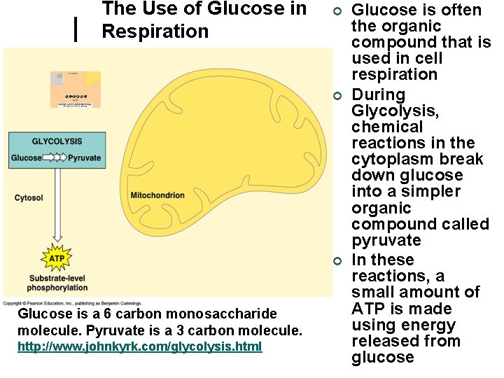 The Use of Glucose in Respiration ¢ ¢ ¢ Glucose is a 6 carbon