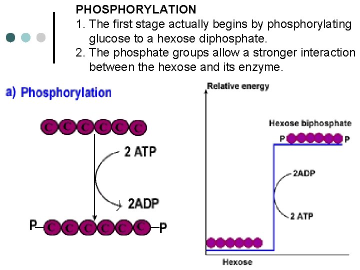 PHOSPHORYLATION 1. The first stage actually begins by phosphorylating glucose to a hexose diphosphate.