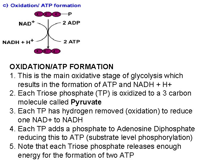 OXIDATION/ATP FORMATION 1. This is the main oxidative stage of glycolysis which results in