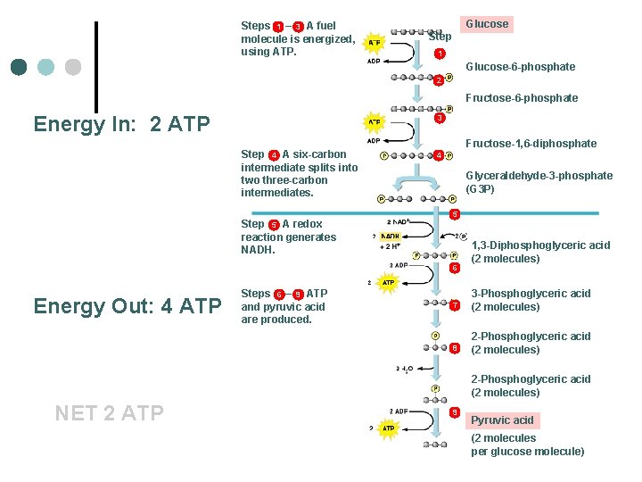 Steps 1 – 3 A fuel molecule is energized, using ATP. Glucose Step 1