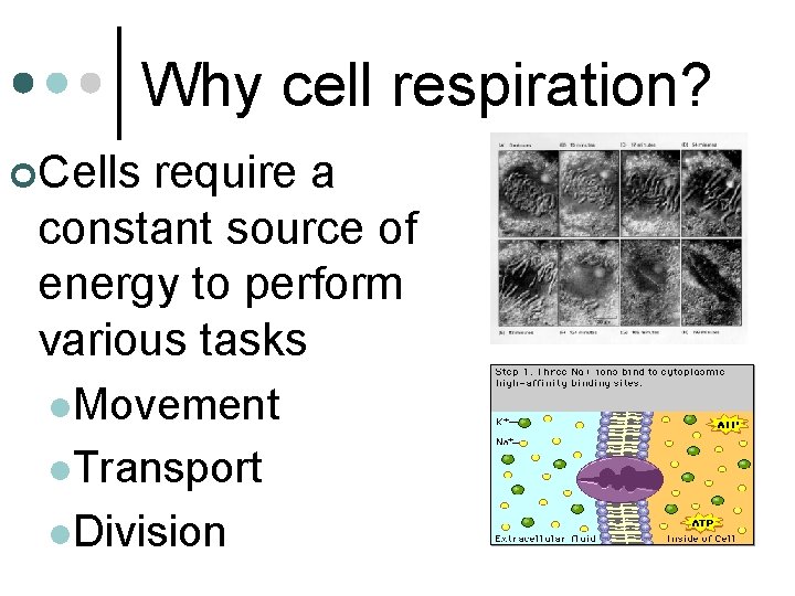 Why cell respiration? ¢Cells require a constant source of energy to perform various tasks