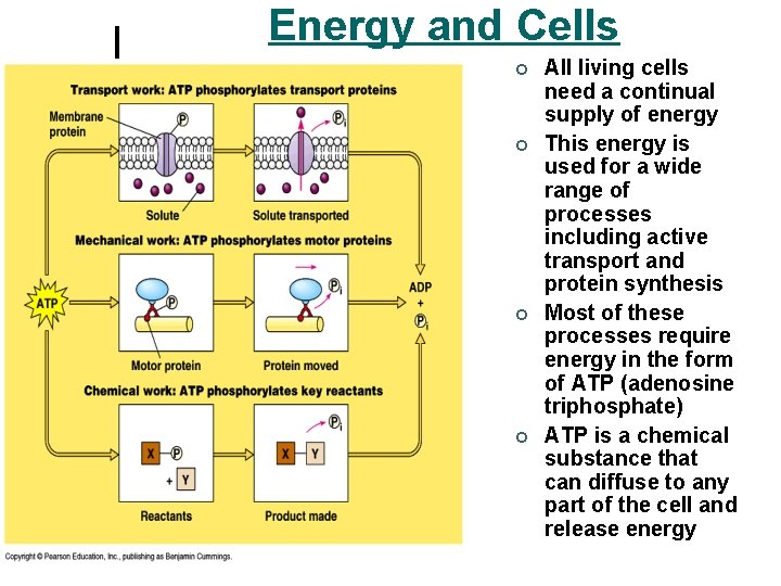 Energy and Cells ¢ ¢ All living cells need a continual supply of energy