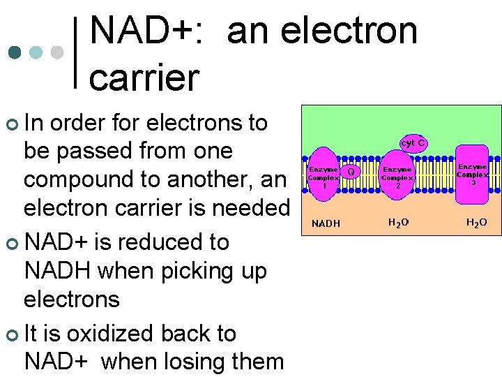 NAD+: an electron carrier ¢ In order for electrons to be passed from one