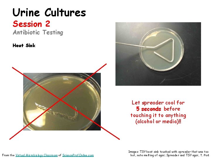 Urine Cultures Session 2 Antibiotic Testing Heat Sink Let spreader cool for 5 seconds