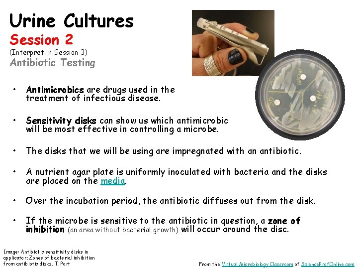 Urine Cultures Session 2 (Interpret in Session 3) Antibiotic Testing • Antimicrobics are drugs