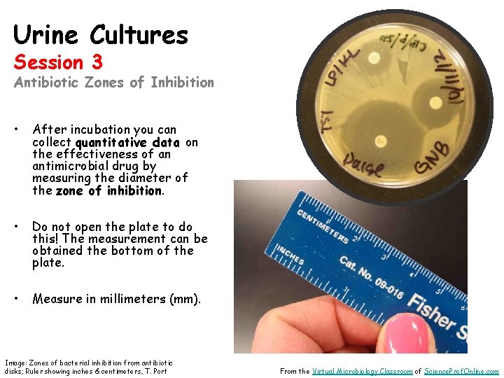 Urine Cultures Session 3 Antibiotic Zones of Inhibition • After incubation you can collect