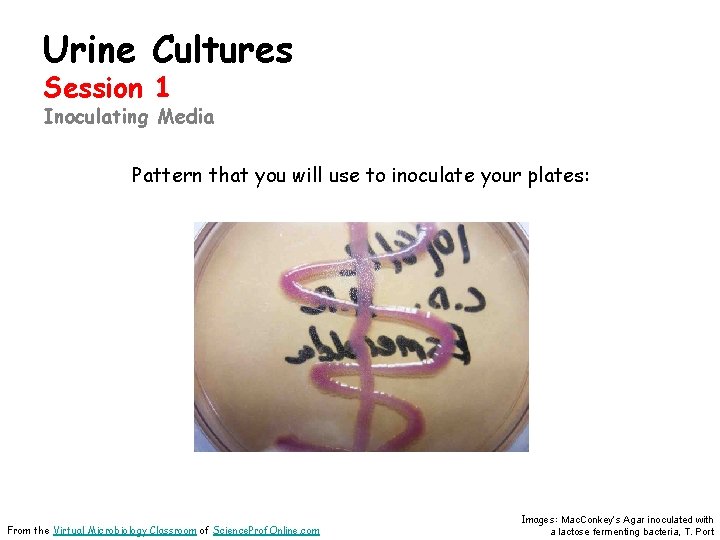Urine Cultures Session 1 Inoculating Media Pattern that you will use to inoculate your