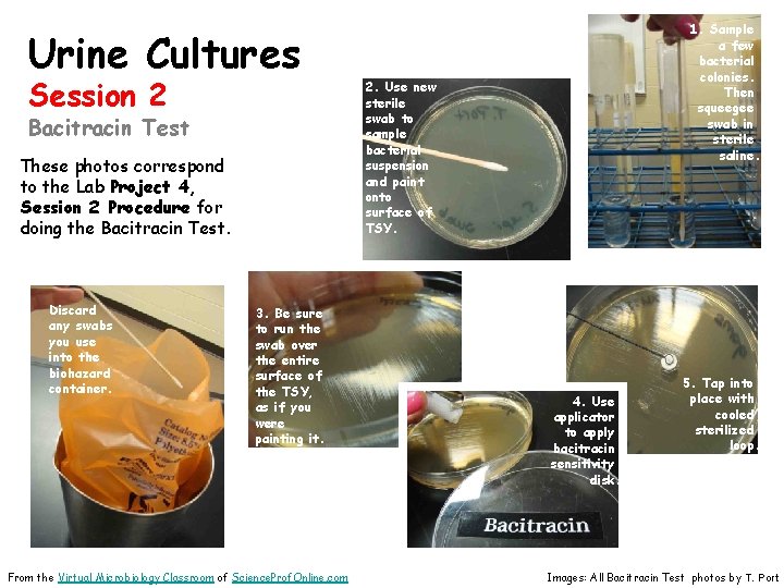 Urine Cultures Session 2 Bacitracin Test These photos correspond to the Lab Project 4,