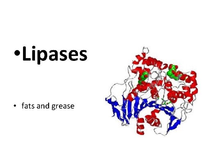  • Lipases • fats and grease 