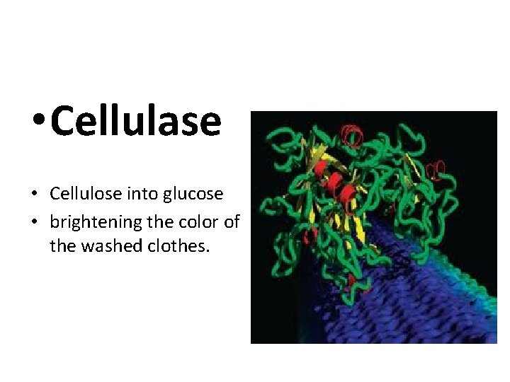 • Cellulase • Cellulose into glucose • brightening the color of the washed