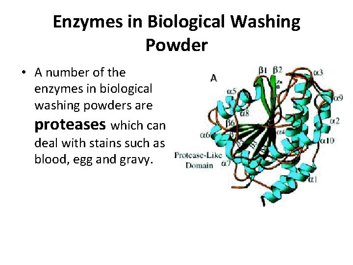 Enzymes in Biological Washing Powder • A number of the enzymes in biological washing