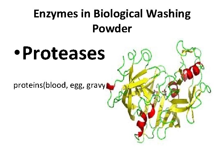 Enzymes in Biological Washing Powder • Proteases proteins(blood, egg, gravy) 