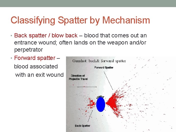 Classifying Spatter by Mechanism • Back spatter / blow back – blood that comes