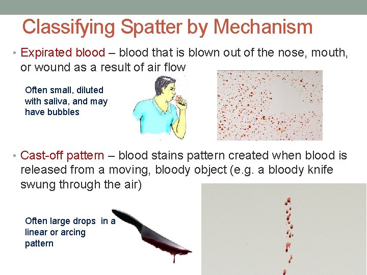 Classifying Spatter by Mechanism • Expirated blood – blood that is blown out of