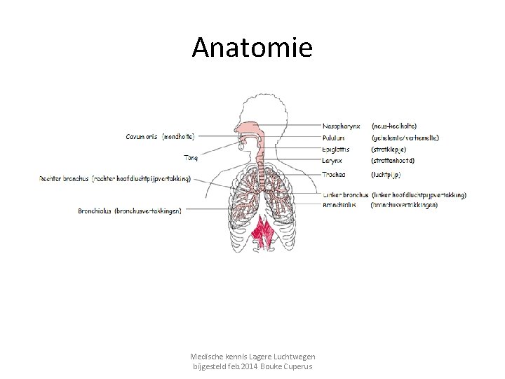 Anatomie Medische kennis Lagere Luchtwegen bijgesteld feb. 2014 Bouke Cuperus 