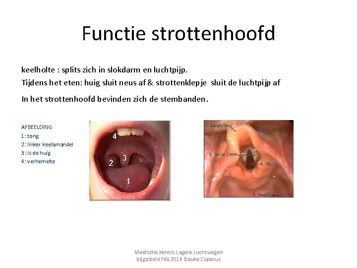 Functie strottenhoofd keelholte : splits zich in slokdarm en luchtpijp. Tijdens het eten: huig