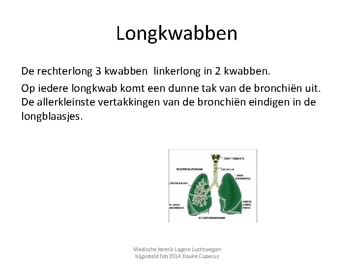 Longkwabben De rechterlong 3 kwabben linkerlong in 2 kwabben. Op iedere longkwab komt een