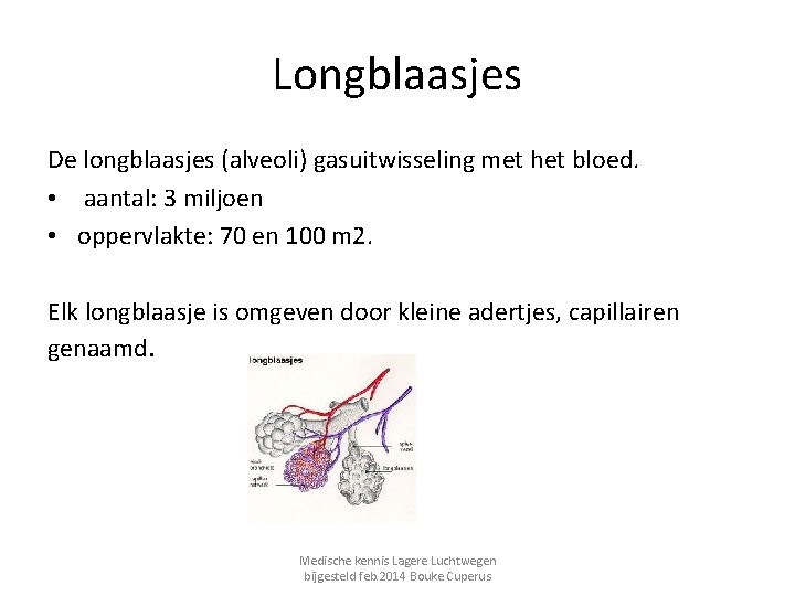 Longblaasjes De longblaasjes (alveoli) gasuitwisseling met het bloed. • aantal: 3 miljoen • oppervlakte: