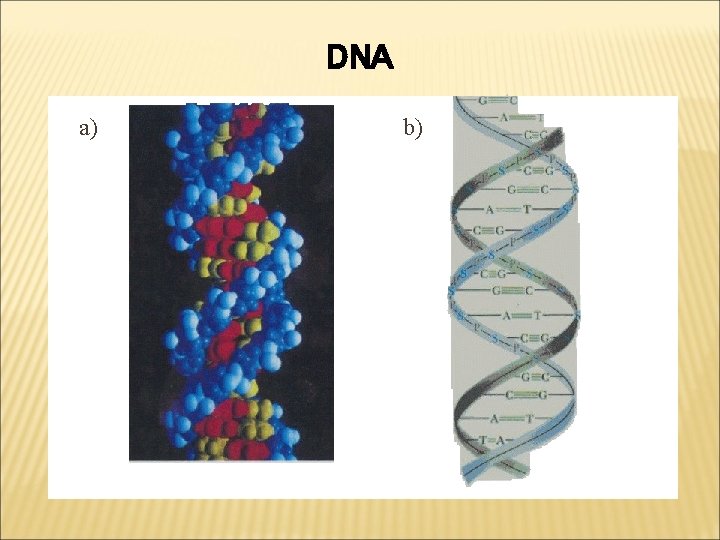 DNA a) b) 