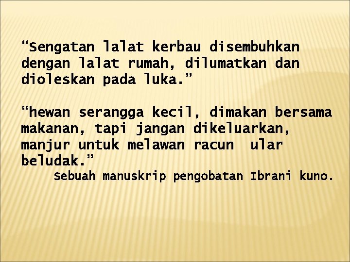 “Sengatan lalat kerbau disembuhkan dengan lalat rumah, dilumatkan dioleskan pada luka. ” “hewan serangga