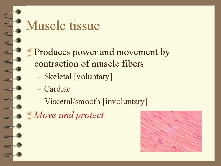 Muscle tissue 4 Produces power and movement by contraction of muscle fibers – Skeletal