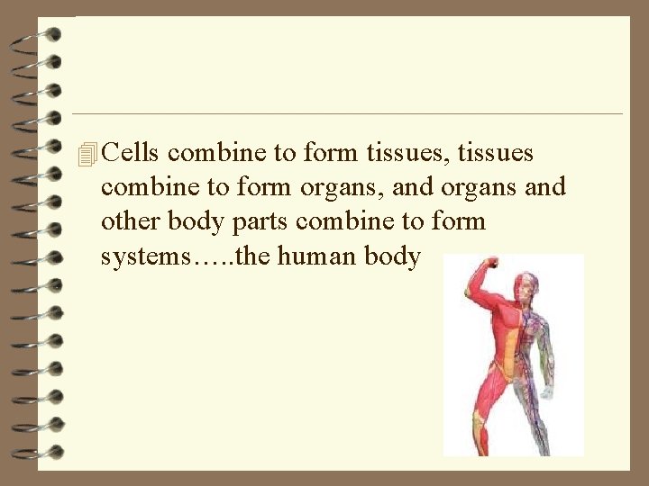 4 Cells combine to form tissues, tissues combine to form organs, and organs and