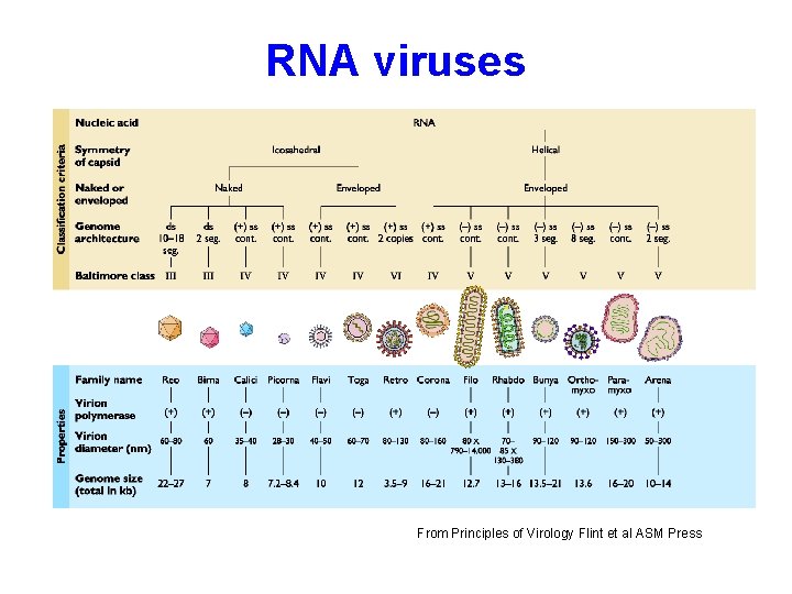 RNA viruses From Principles of Virology Flint et al ASM Press 