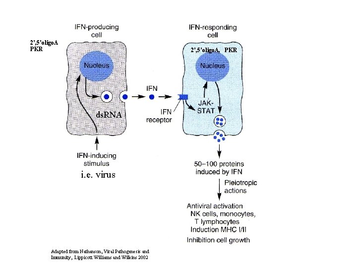 2’, 5’oligo. A PKR 2’, 5’oligo. A, PKR ds. RNA i. e. virus Adapted