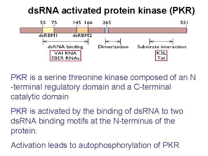 ds. RNA activated protein kinase (PKR) PKR is a serine threonine kinase composed of