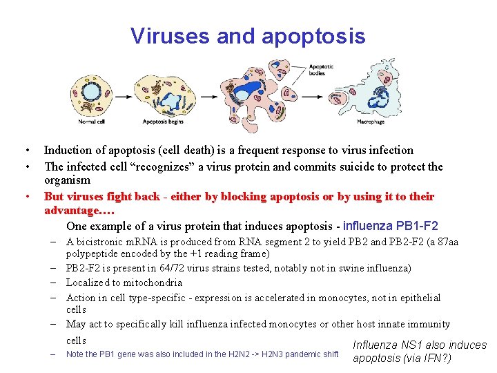 Viruses and apoptosis • • • Induction of apoptosis (cell death) is a frequent