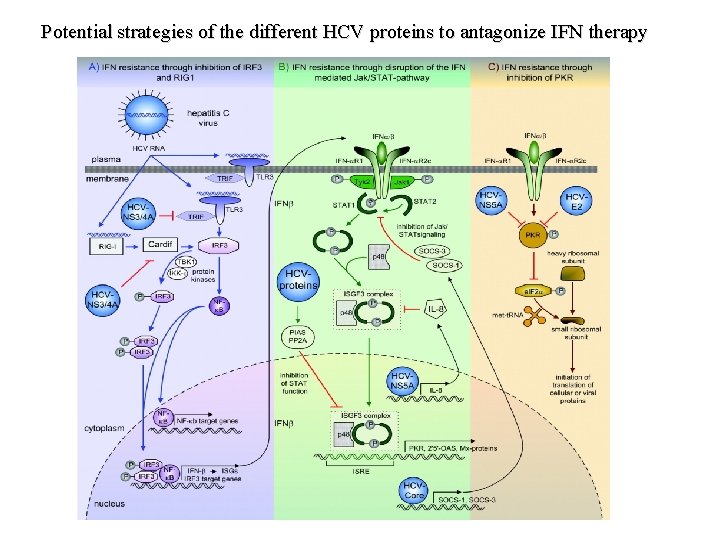 Potential strategies of the different HCV proteins to antagonize IFN therapy 