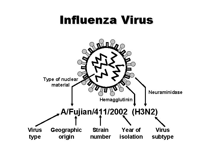 Influenza Virus Type of nuclear material Neuraminidase Hemagglutinin A/Fujian/411/2002 (H 3 N 2) Virus