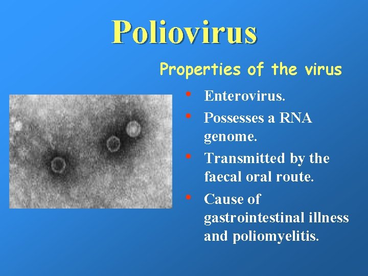Poliovirus Properties of the virus • • Enterovirus. Possesses a RNA genome. Transmitted by