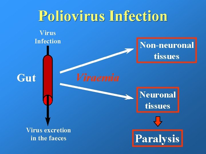 Poliovirus Infection Virus Infection Gut Non-neuronal tissues Viraemia Neuronal tissues Virus excretion in the